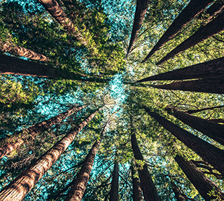 A photograph taken looking up at very tall trees in a forest.