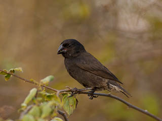 A photo of a Galapagos finch.