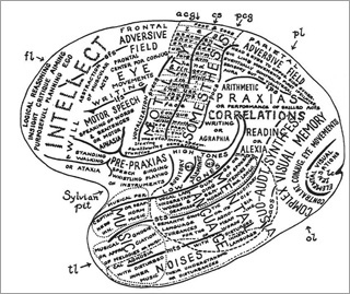 Drawing of human brain, labeling functions of different regions.