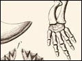 An illustration from a natural history book on whales, showing the comparative anatomy across species, including dugong and bowhead whales.