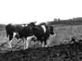 Photo of tractor and plow, in front of oxen pulling a plow.