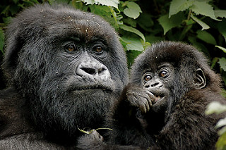 A photograph of a female gorilla, holding her baby in her arms. 